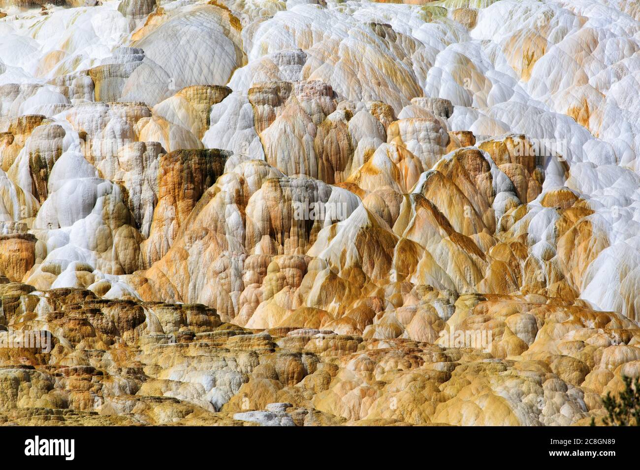 Die heißen Quellen im Yellowstone Nationalpark sind eine Ansammlung von Cacliumcarbonat, gefärbt von Bakterien, die in Hochtemperaturwasser leben. Stockfoto