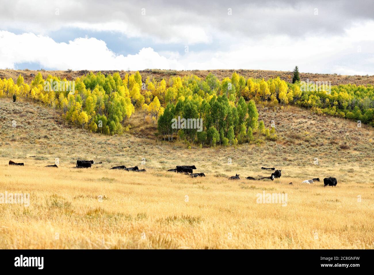 Schwarze angus Rinder grasen auf gepachteten nationalen Waldland in den Bergen von Idaho Stockfoto