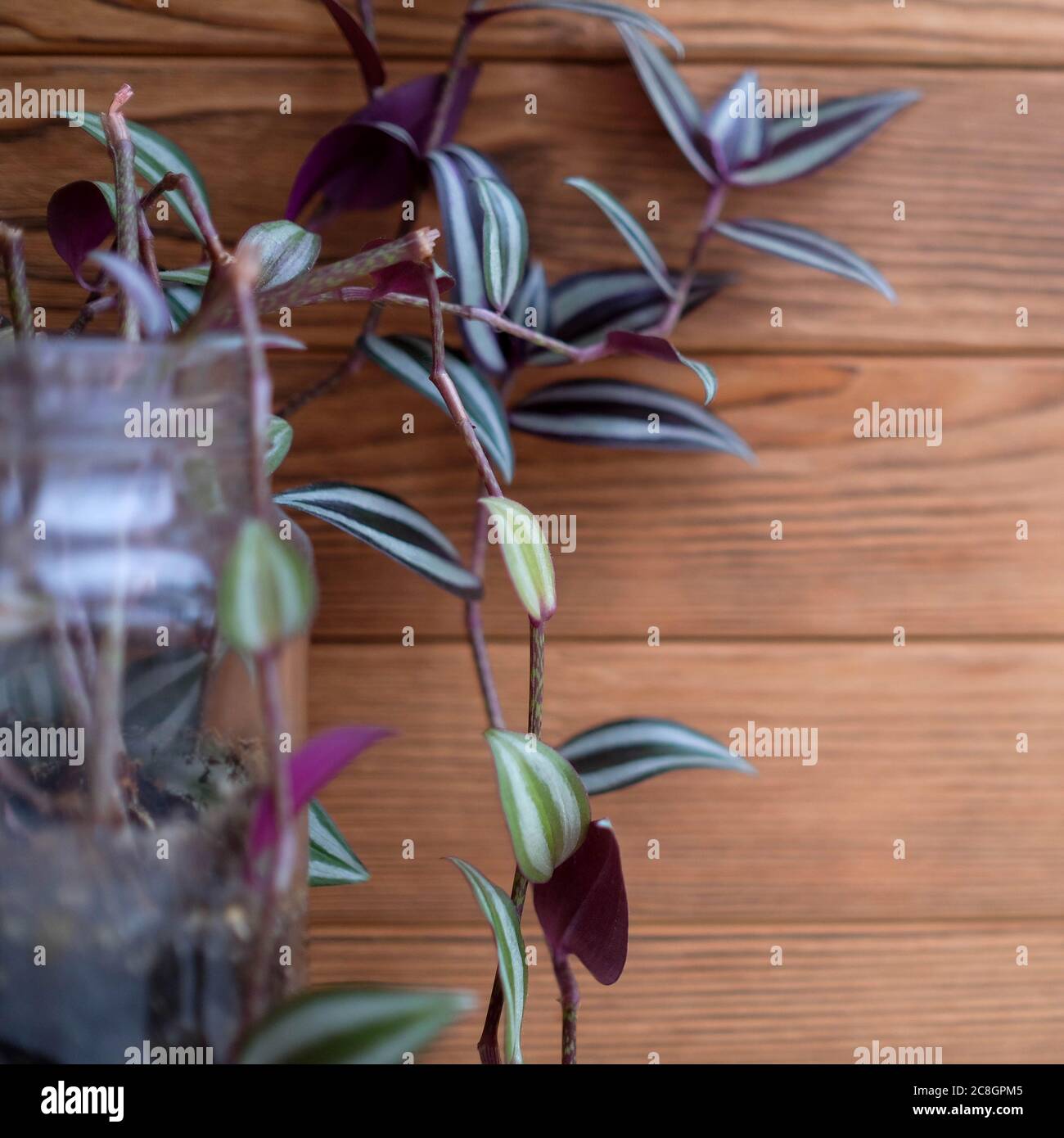 Die Messe zebrina wächst in einem Glas. Quadratisches Bild. Lila und grüne Blätter der Pflanze. Stockfoto