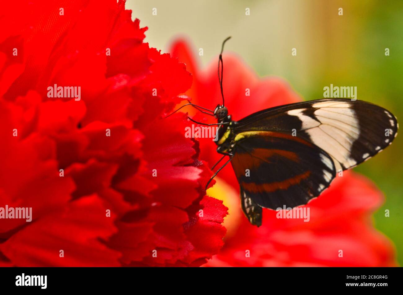 Kuhherz, parides iphidamas Stockfoto