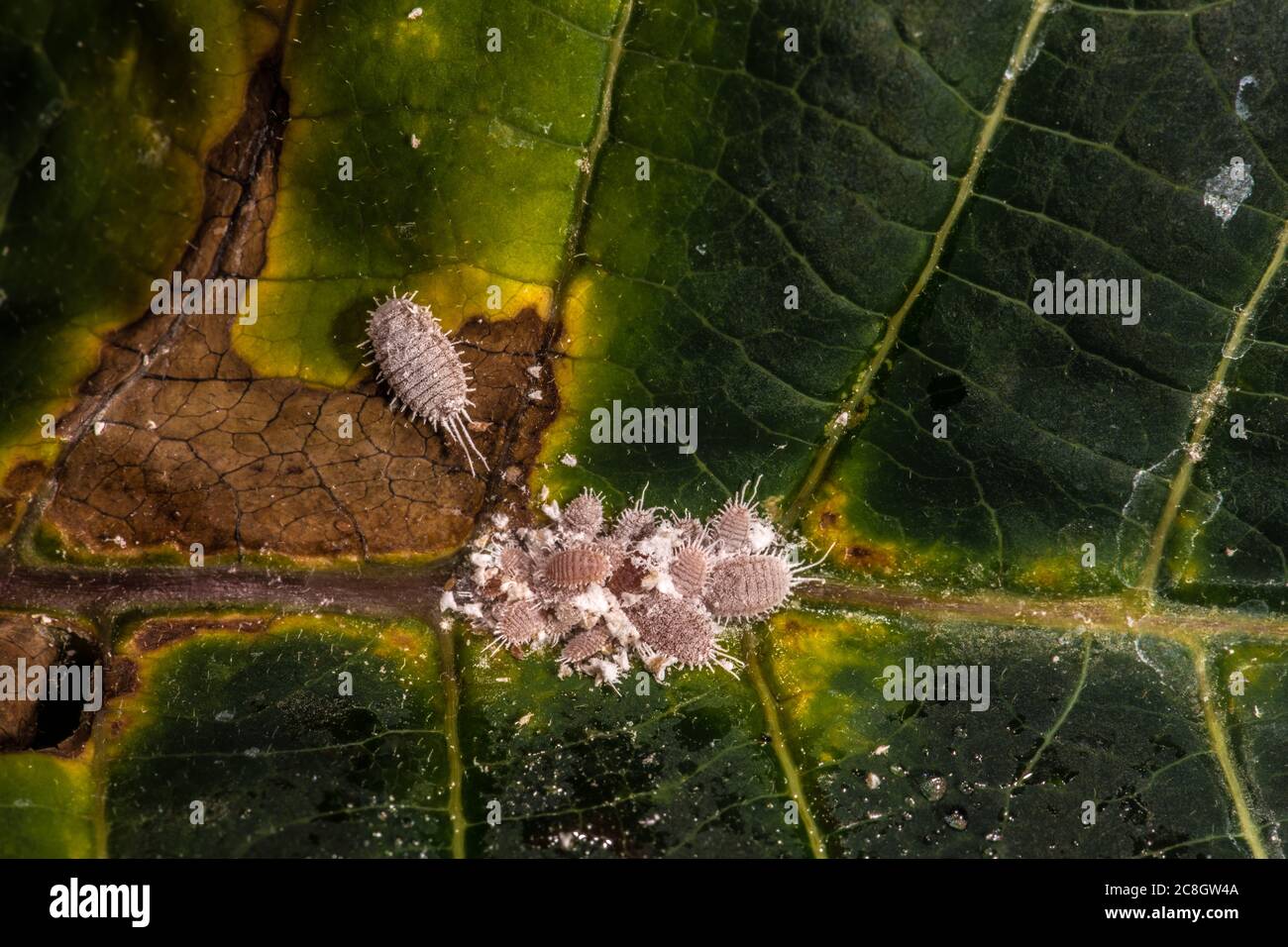 Langschwanzmugelschnäpfler (wahrscheinlich Pseudococcus longispinus) Stockfoto