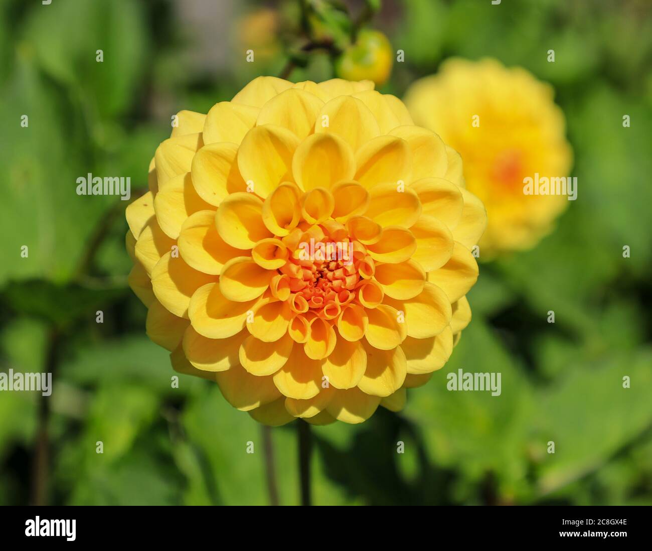 Nahaufnahme eines gelben Blütenkopfes eines Dahlia 'Yellow Pet' in der National Dahlia Collection, Penzance, Cornwall, England Stockfoto