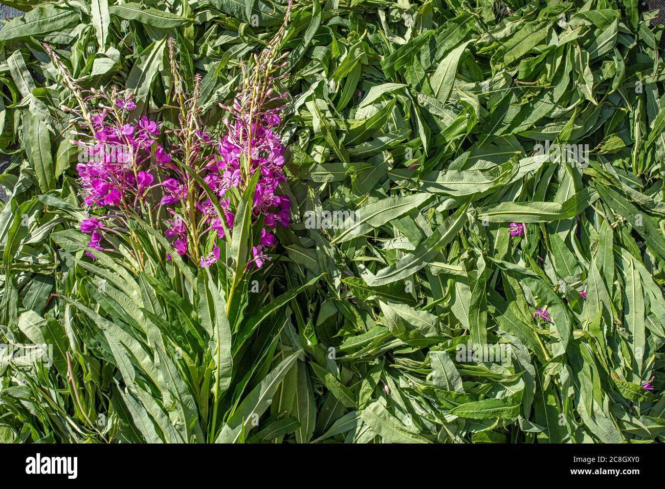 Grüne Blätter Ivan-Tee mit einem Zweig von rosa Blüten. Hintergrundtextur Ansicht von oben. Hochwertige Fotos Stockfoto