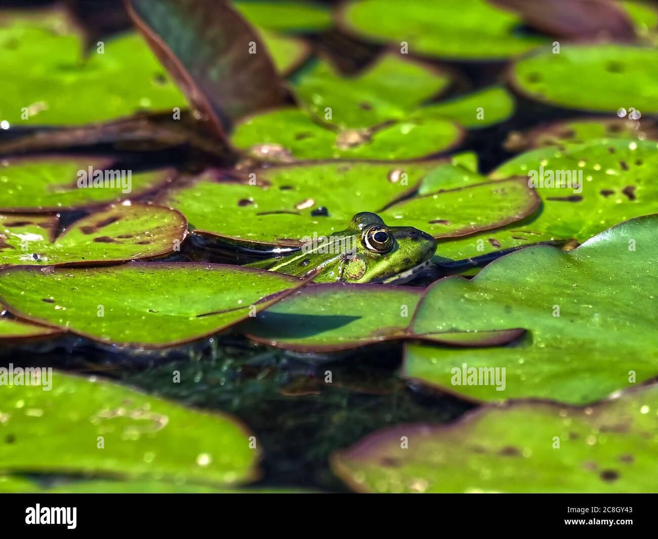 Niedliche kleine grüne Wasserfrosch in einem Lotusteich Stockfoto