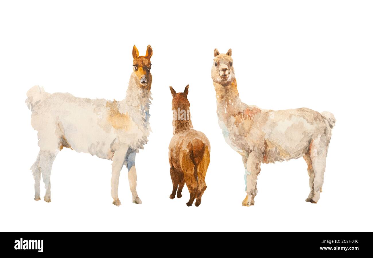 Set aus drei Aquarell Lamas und Alpaka isoliert auf weißem Hintergrund. Lustige südamerikanische Animalds Illustration Stockfoto