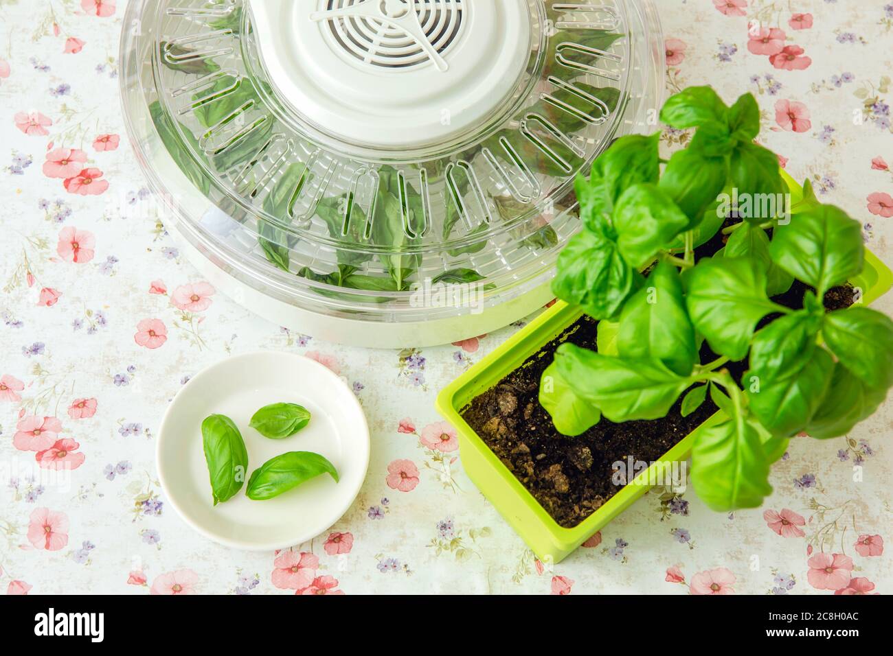 Trocknen mit elektrischer Entfeuchter-Maschine zum Trocknen von Lebensmitteln und Kräutern zu Hause. Trocknen von selbst angebauten Basilikumblättern in der Maschine. Stockfoto