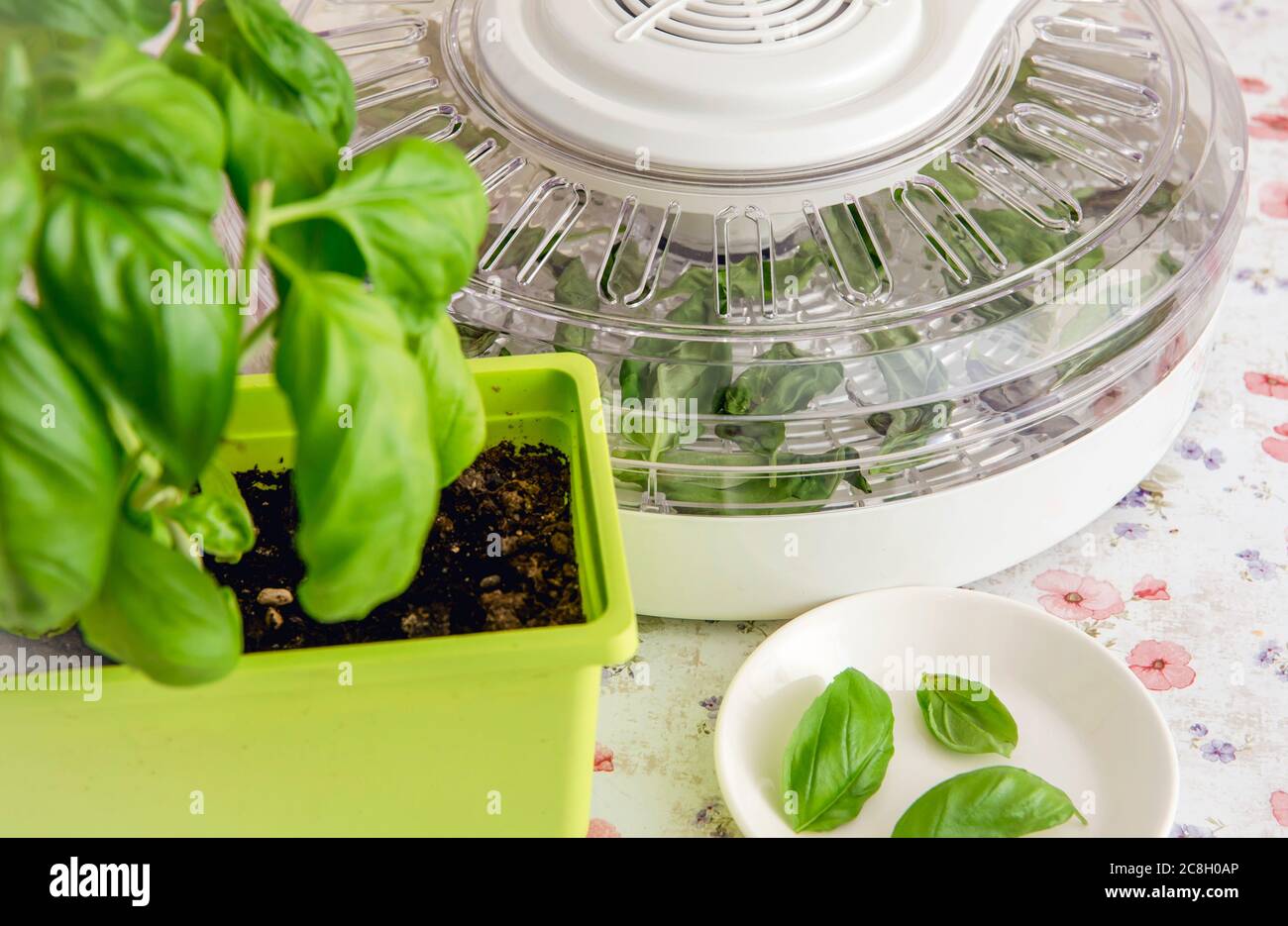 Trocknen mit elektrischer Entfeuchter-Maschine zum Trocknen von Lebensmitteln und Kräutern zu Hause. Trocknen von selbst angebauten Basilikumblättern in der Maschine. Stockfoto