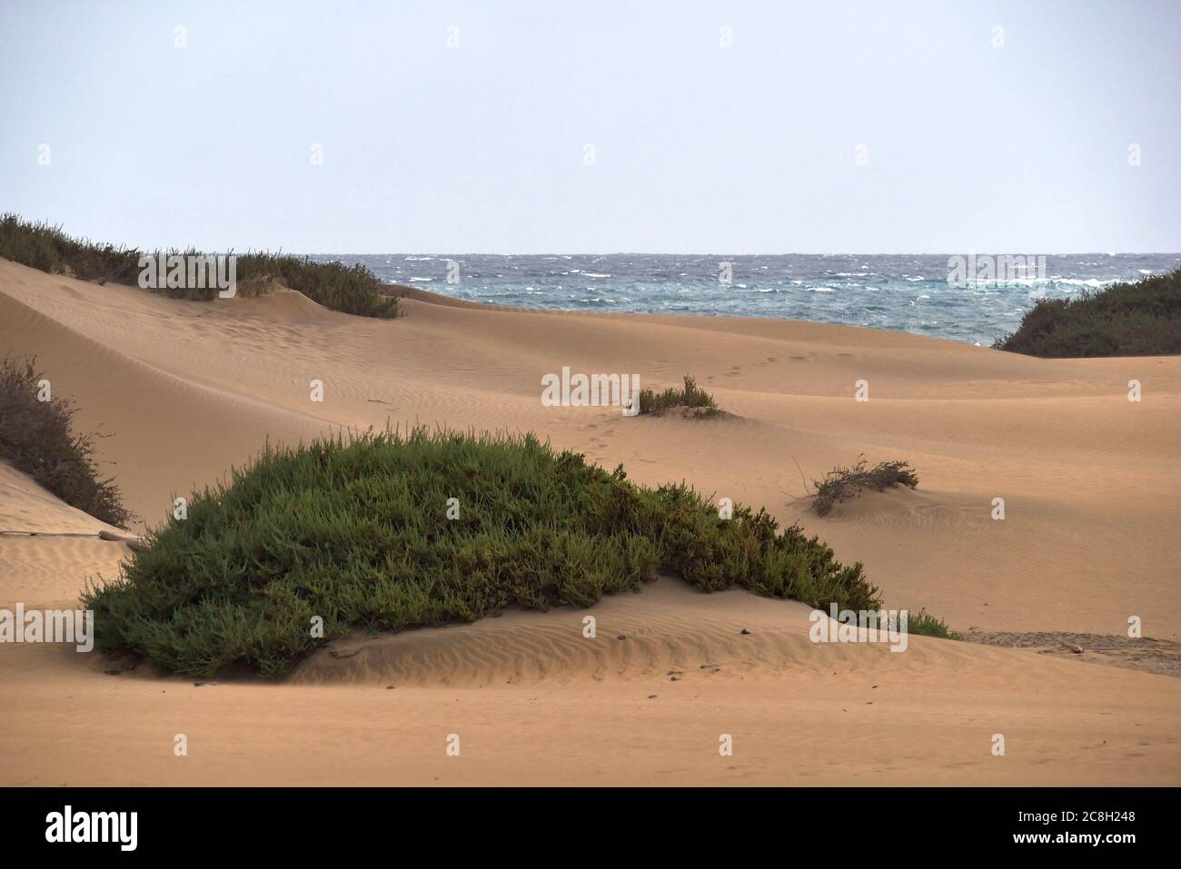 Dunas de Maspalomas - Gran Canaria - Spanien - im Sturm - kleine Düne mit Pflanzen - Fußabdrücke im Sand - graues Meer Stockfoto