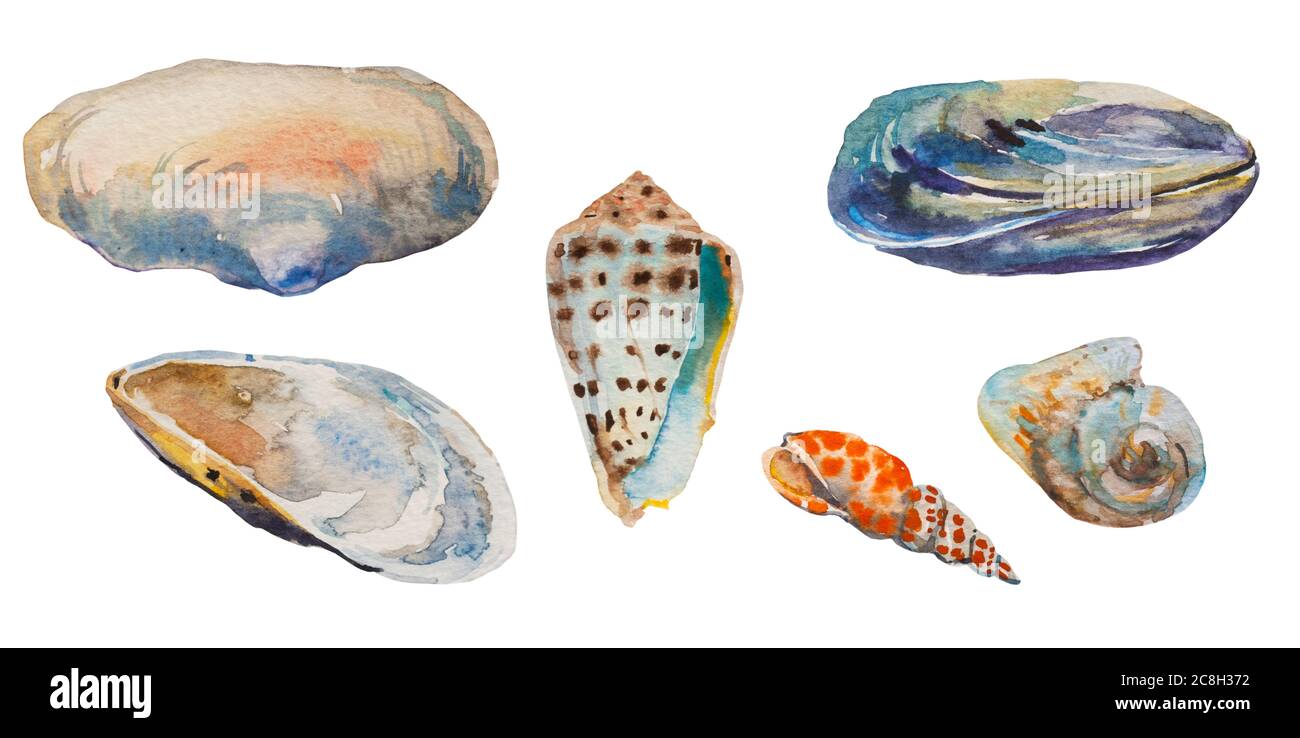 Set von Muscheln aus schwarzen und tropischen Meeren: Offene und geschlossene Muscheln, Mya arenaria, beschriftet Cone Shell als Conus litteratus, Conus magus und Mitra Stockfoto
