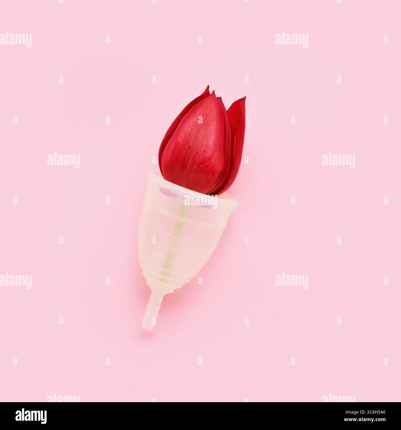 Wiederverwendbarer Menstruationstasse mit roter Tulpe innen auf rosa Hintergrund. Alternative weibliche Hygiene-Produkt während der Periode. Frauengesundheitskonzept. Keine Wa Stockfoto
