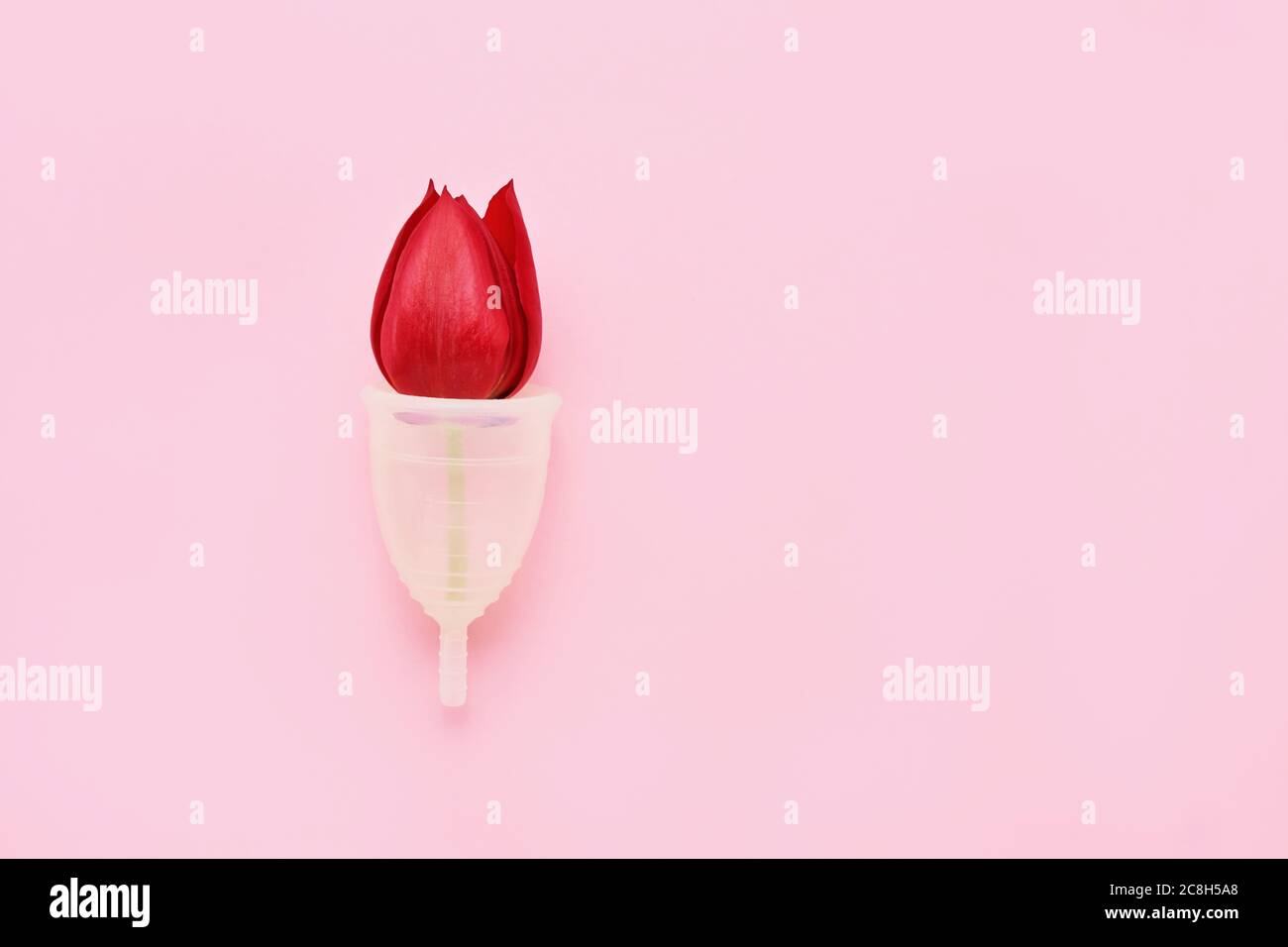 Wiederverwendbarer Menstruationstasse mit roter Tulpe innen auf rosa Hintergrund. Alternative weibliche Hygiene-Produkt während der Periode. Frauengesundheitskonzept. Keine Wa Stockfoto