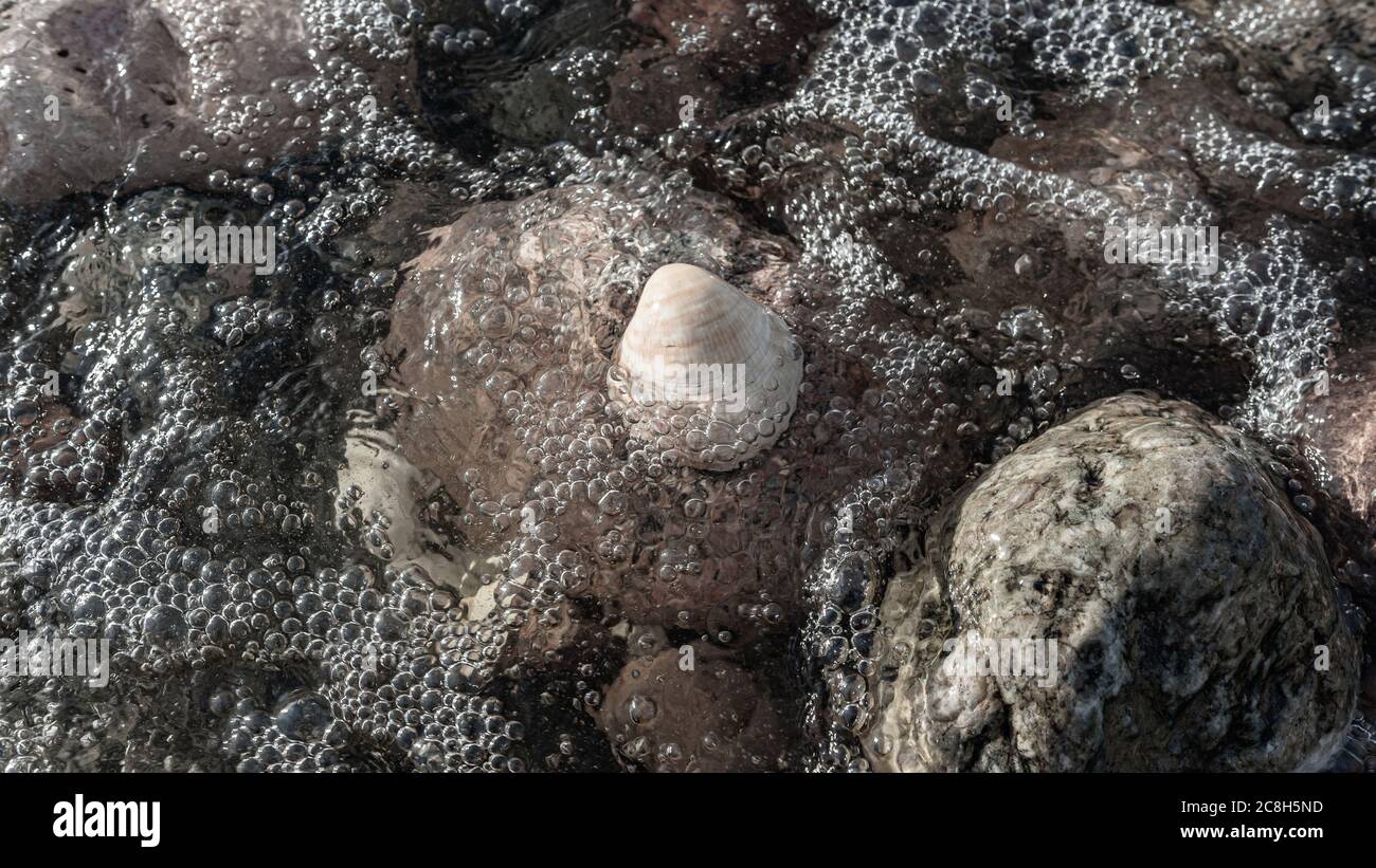 Muscheln, die von einer Welle überflutet werden und am Rande der Küste in der schwedischen Ostsee Blasen bilden Stockfoto