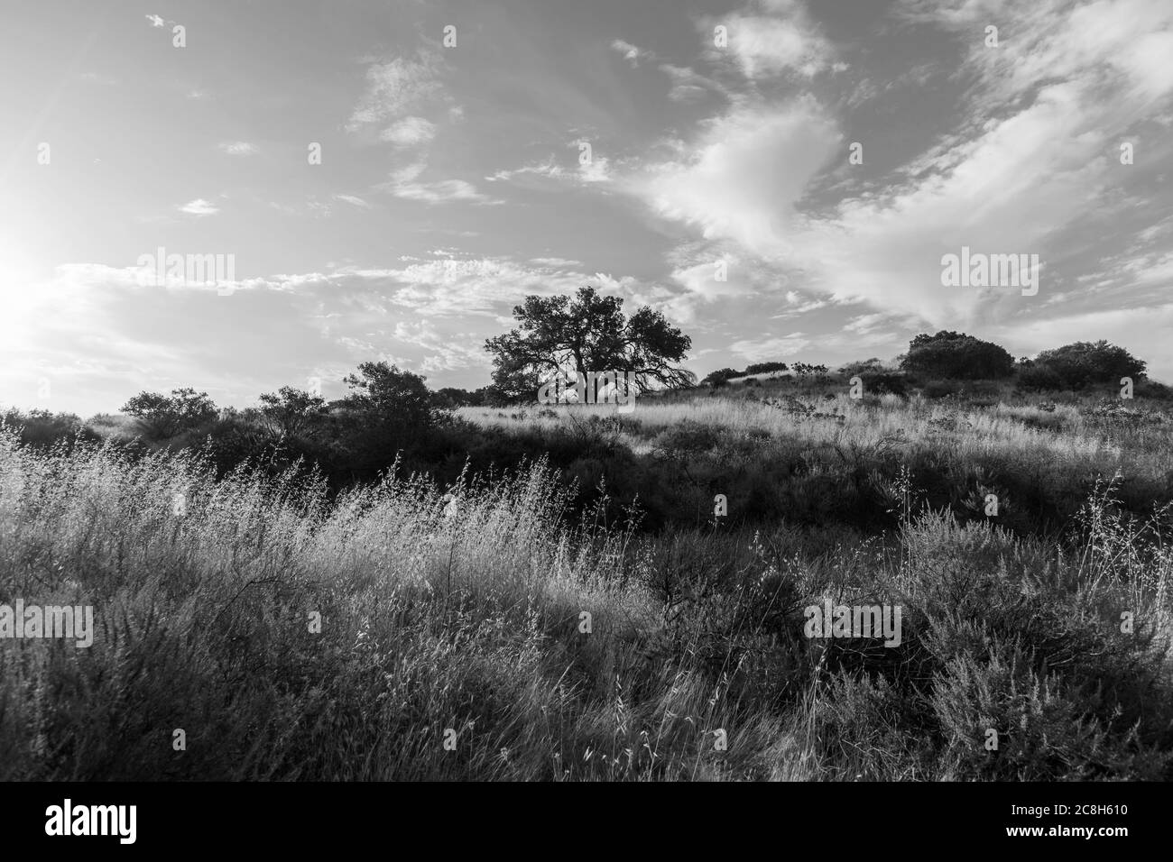 Schwarz-Weiß-Ansicht von Oak on Hill im Santa Susana State Historic Park im San Fernando Valley in Los Angeles, Kalifornien. Stockfoto