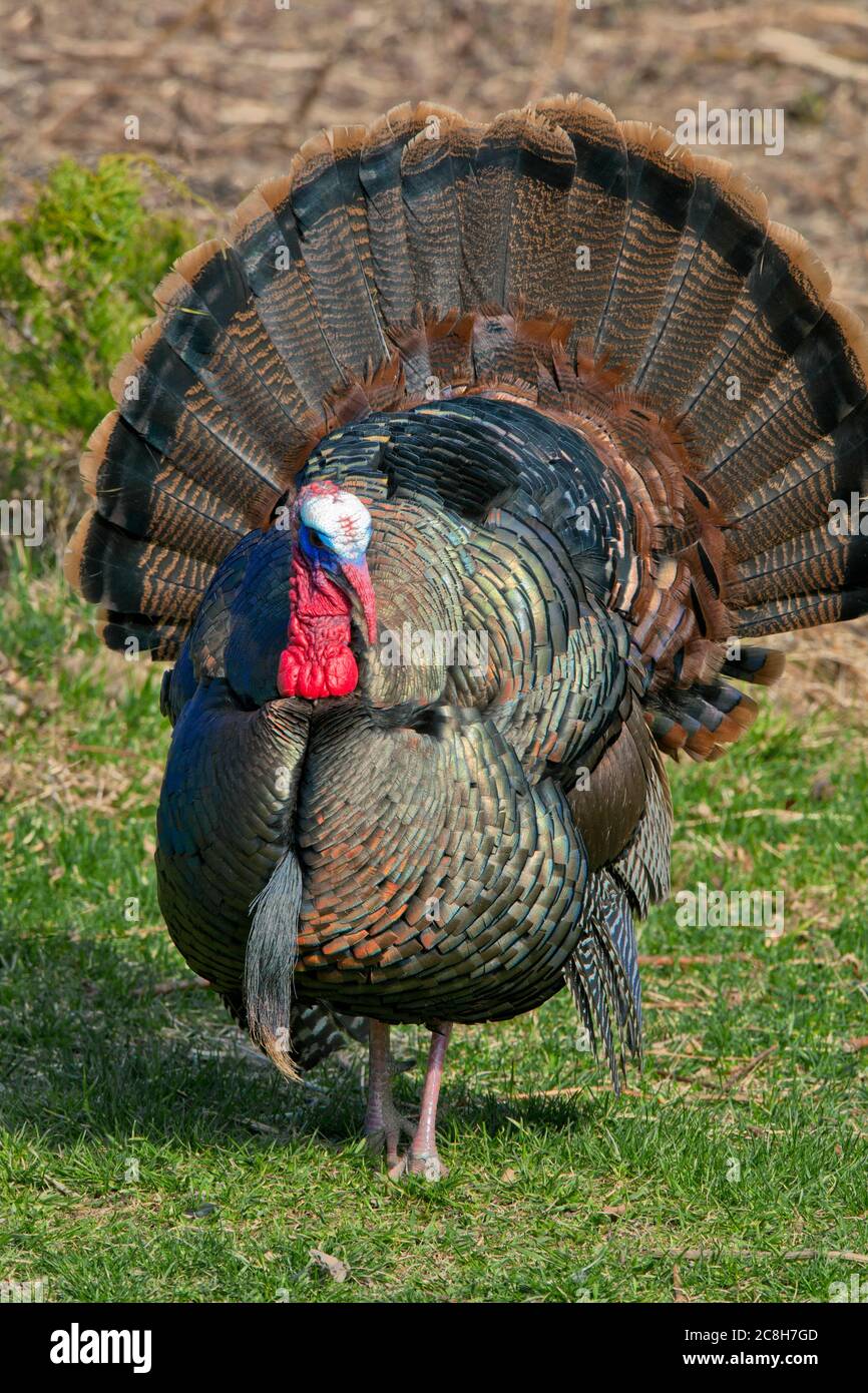 Männlich Eastern Wild Türkei während der Frühjahrs Paarungszeit in Pennsylvania Pocono Mountains Stockfoto