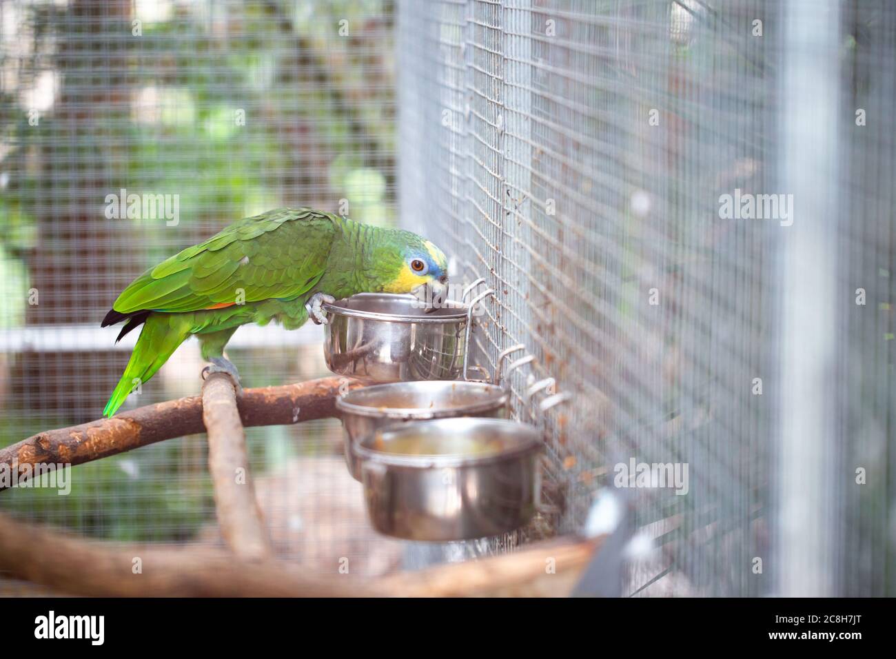 Schöne bunte Papagei in einem Käfig im ZOO-Bereich, Tier in Gefangenschaft Stockfoto