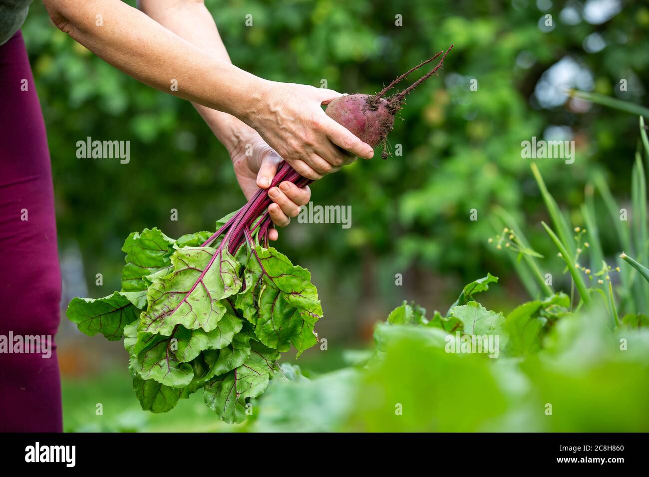 Eine Bäuerin, die frische Rote Bete aus ihrem riesigen Bio-Garten erntet, Gartenkonzept Stockfoto