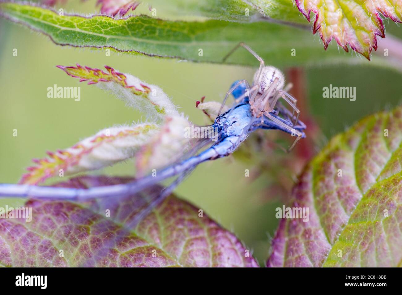 Gewöhnliche Candy-gestreifte Spinne mit azurblauen Beutetieren. Stockfoto