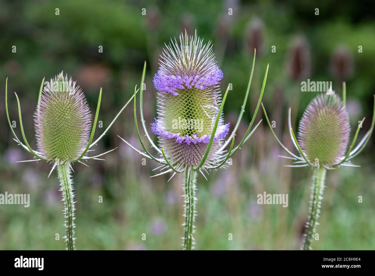 Teel (Dipsacus sylvestris) wächst im Südosten von Michigan. Die Pflanze stammt aus Europa und gilt als invasiv in den Vereinigten Staaten, da sie Nati ausfüllt Stockfoto