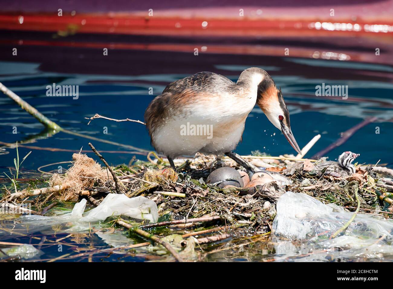 Podiceps cristatus mit Nest und Eiern. Zucht von Haubentaucher umgeben von Plastikmüll am Doc in der Schweiz. Ökologische Katastrophe. Po Stockfoto