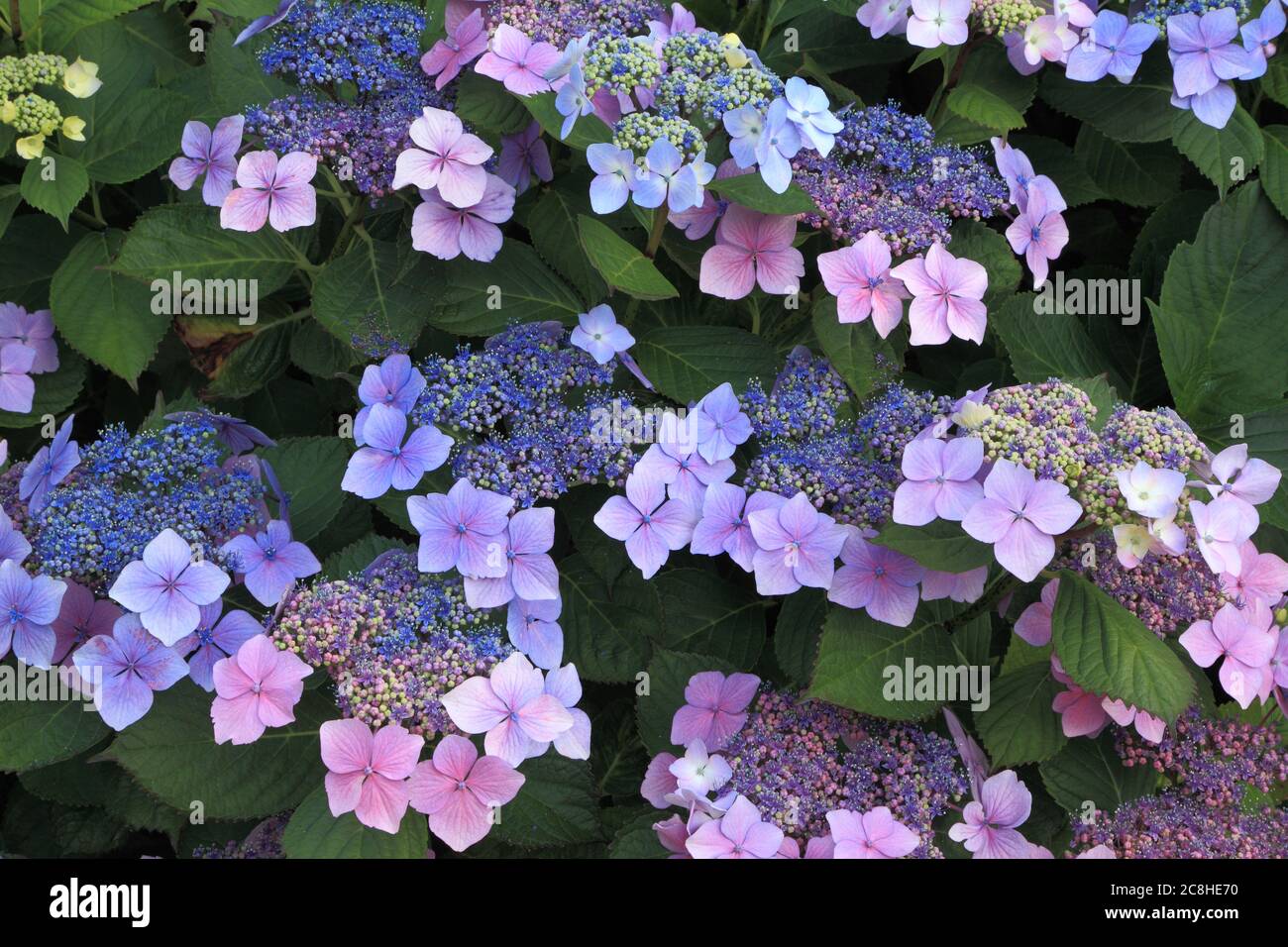 Hortensia macrophylla 'Blue Wave', Hortensia maresii 'perfecta', Hortensien, Detail Stockfoto