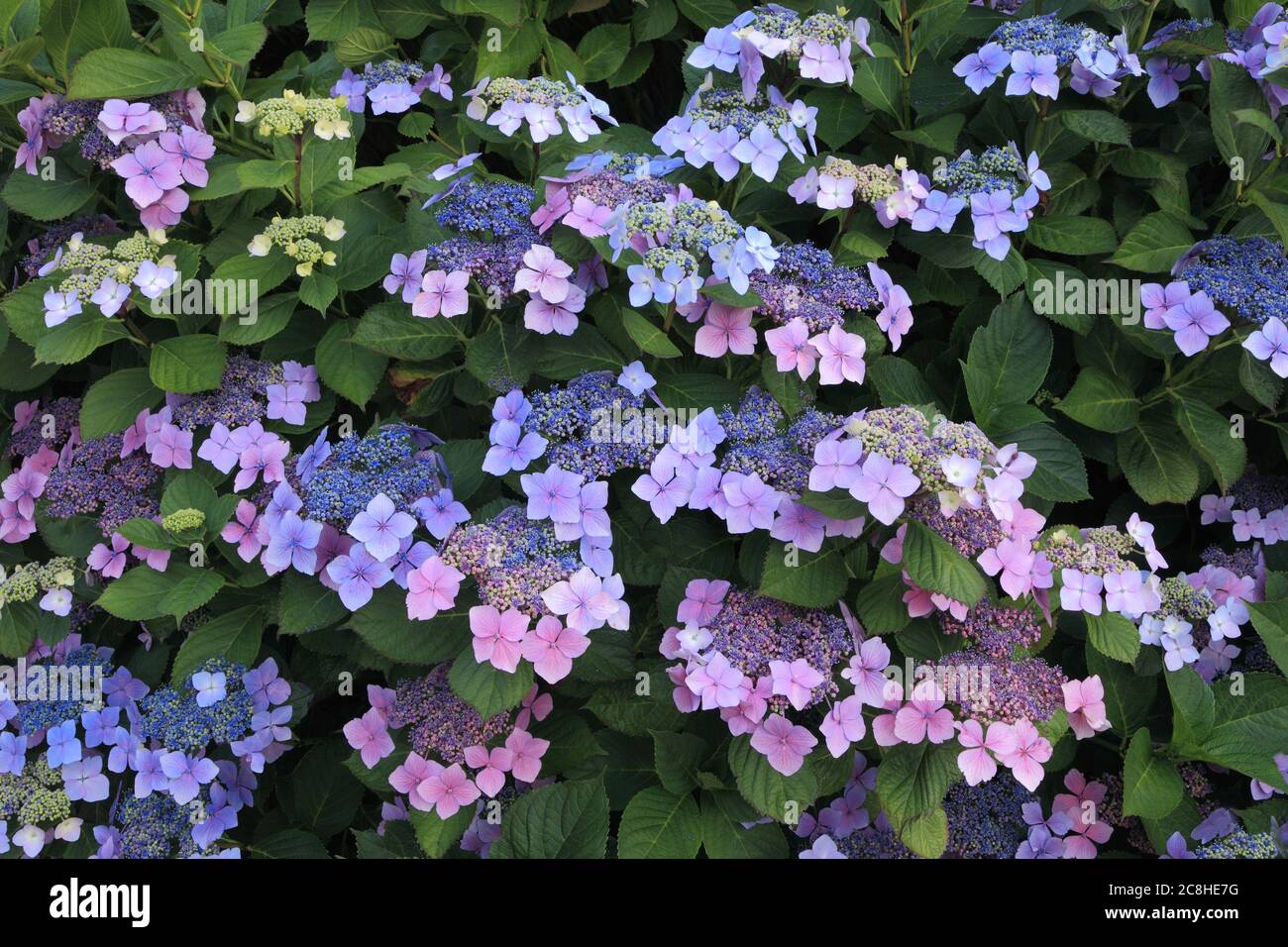 Hortensia macrophylla 'Blue Wave', Hortensia maresii 'perfecta', Hortensien Stockfoto