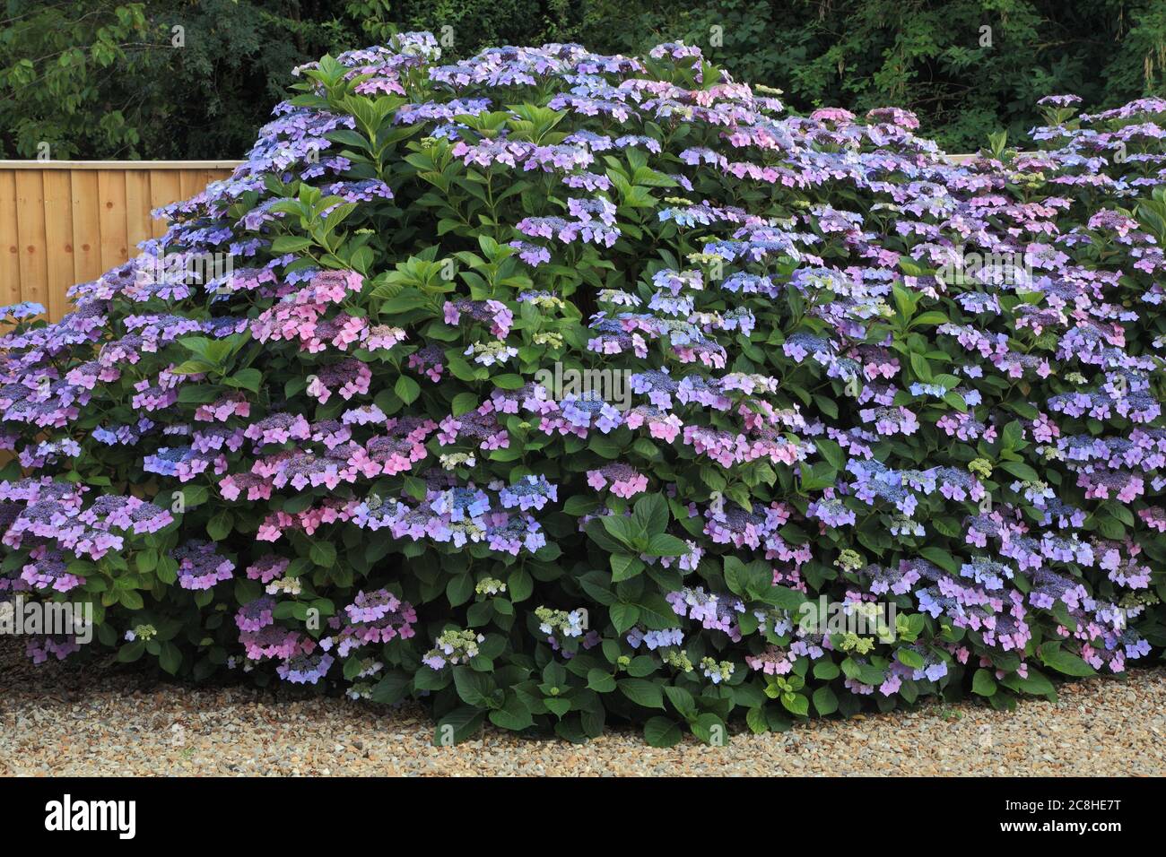 Hortensia macrophylla 'Blue Wave', Hortensia maresii 'perfecta', Hortensien Stockfoto