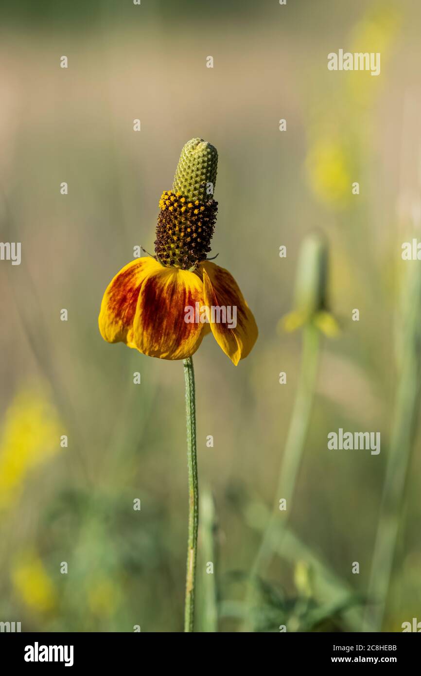 Entlang des Caprock Coulee Nature Trail im Theodore Roosevelt National Park, North Unit, North Dakota, USA Stockfoto