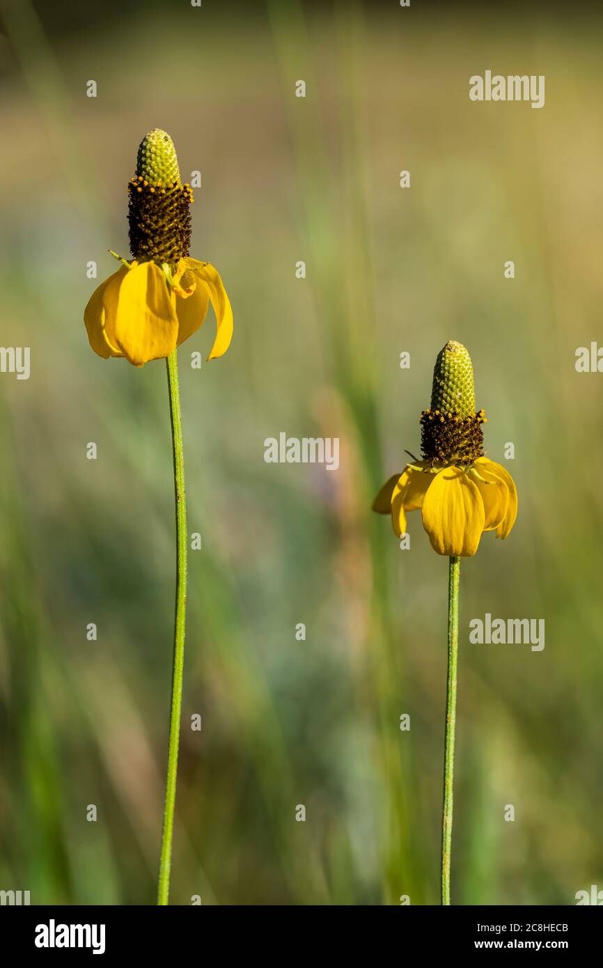 Entlang des Caprock Coulee Nature Trail im Theodore Roosevelt National Park, North Unit, North Dakota, USA Stockfoto