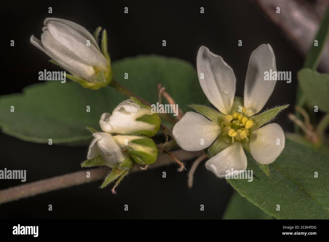 Blumen der Saskatoon-Dienstbeere (Amelanchier alnifolia) Stockfoto