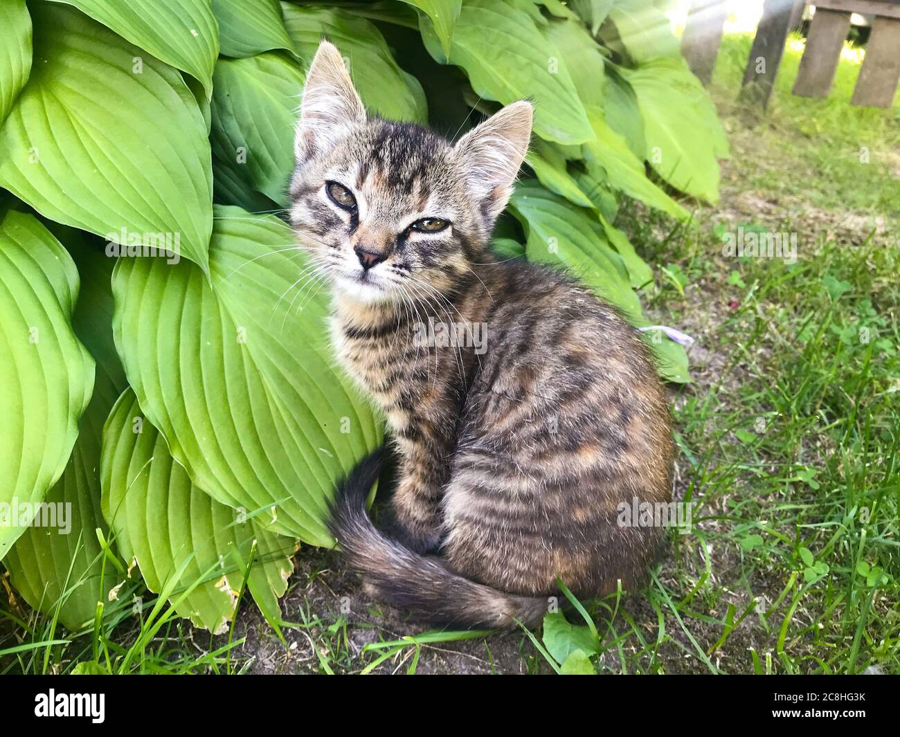 Pock und tabby kleine Kätzchen auf dem Gras. Hochwertige Fotos Stockfoto