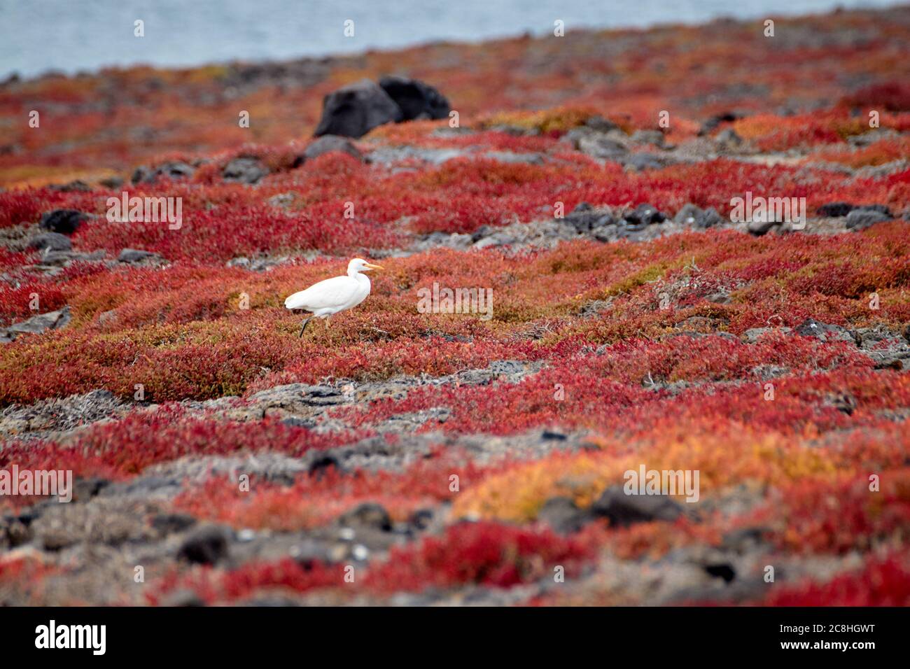 Weißer Vogel im roten Gras, der an einem bewölkten Tag um die Plaza Sur Island herumläuft. Dieses Foto wurde während eines Besuchs in Galapagos (Ecuador) aufgenommen. Stockfoto