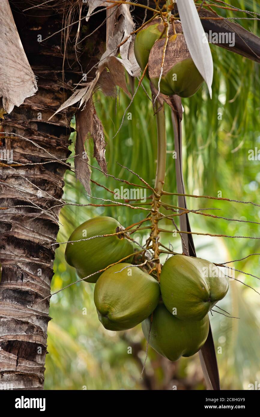 Kokosnüsse auf einem Baum in cayo Coco Kuba Stockfoto