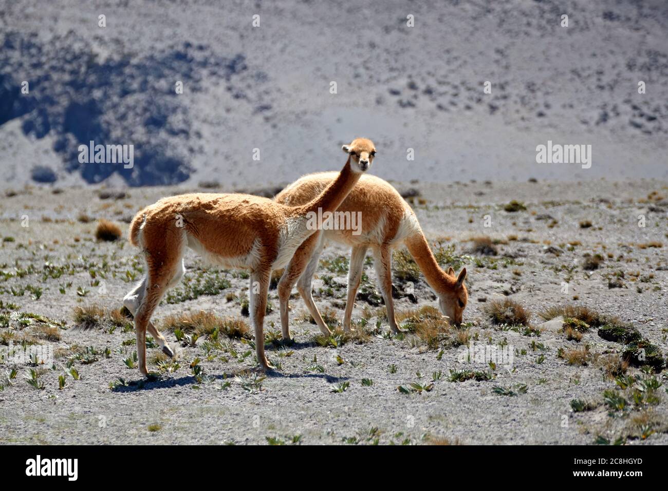 Vicuna rund um den Chimborazo Vulkan in Ecuador. Stockfoto