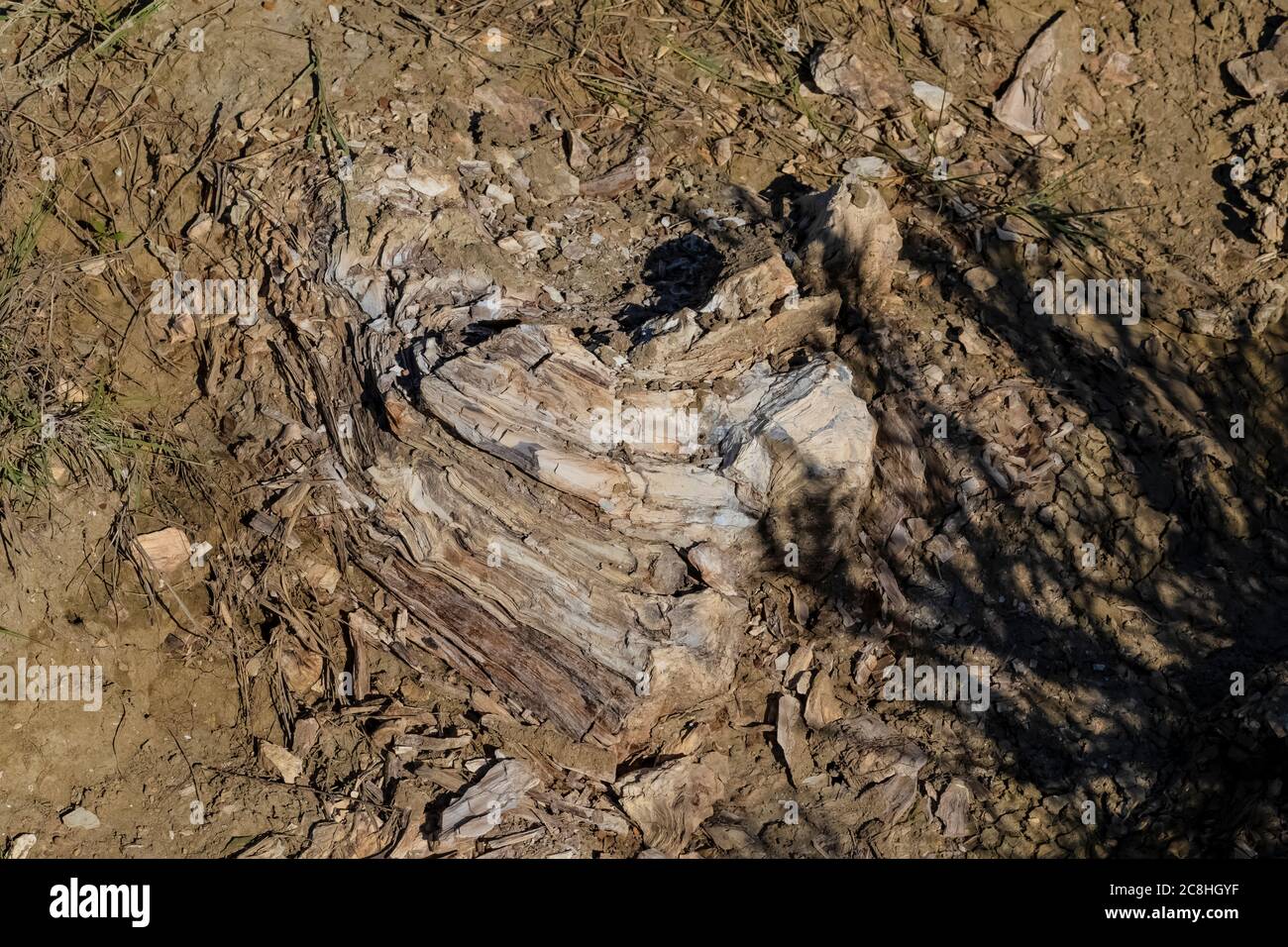 Versteinertes Holz entlang des Caprock Coulee Nature Trail im Theodore Roosevelt National Park, North Unit, North Dakota, USA Stockfoto