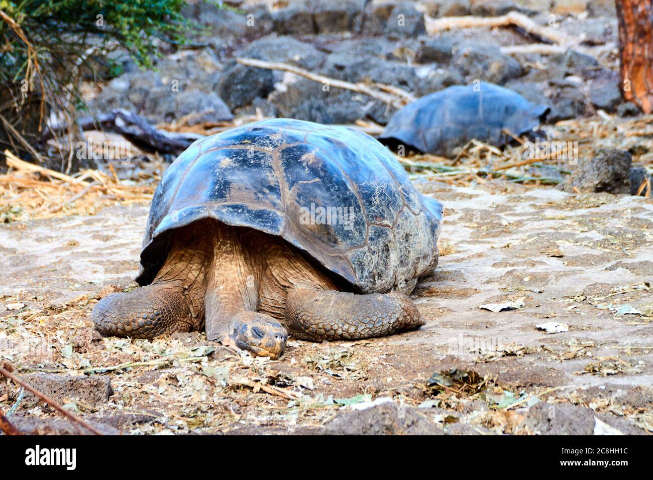 Riesenschildkröte schläft auf der Insel Santa Cruz, Galapagos (Ecuador). Dieses Foto wurde während eines Besuchs in der Charles Darwin Research Station aufgenommen. Stockfoto