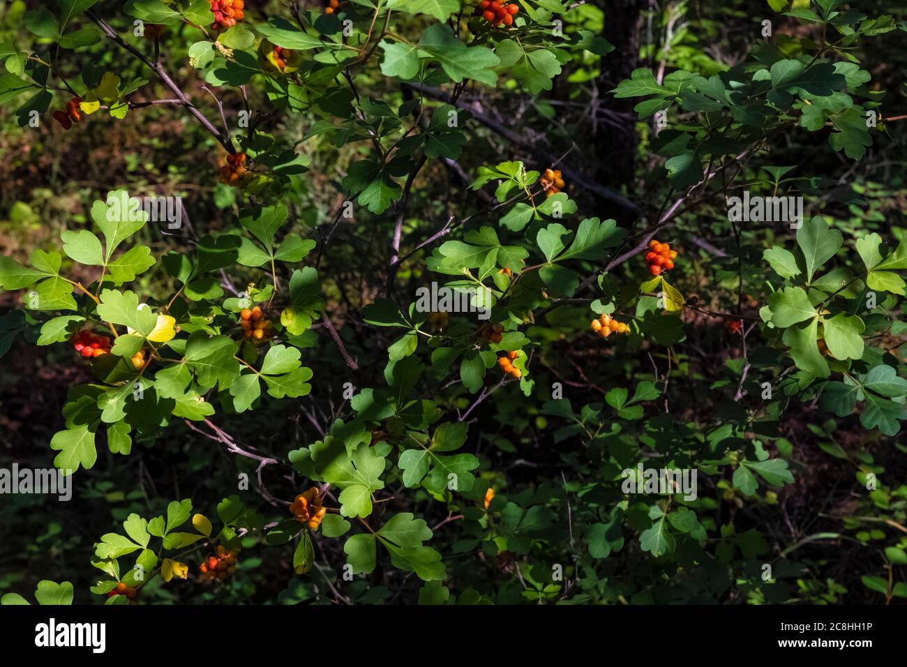 Duftende Sumac, Rhus aromatica, in Obst entlang Caprock Coulee Nature Trail im Theodore Roosevelt National Park, North Unit, North Dakota, USA Stockfoto