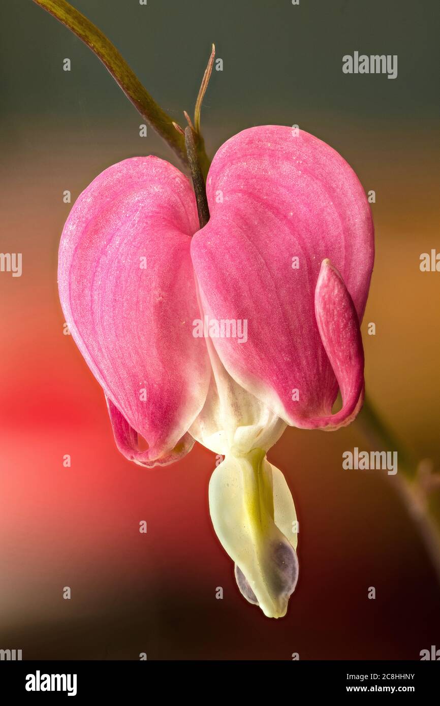 Blume des blutenden Herzens (Lamprocapnos spectabilis) Stockfoto