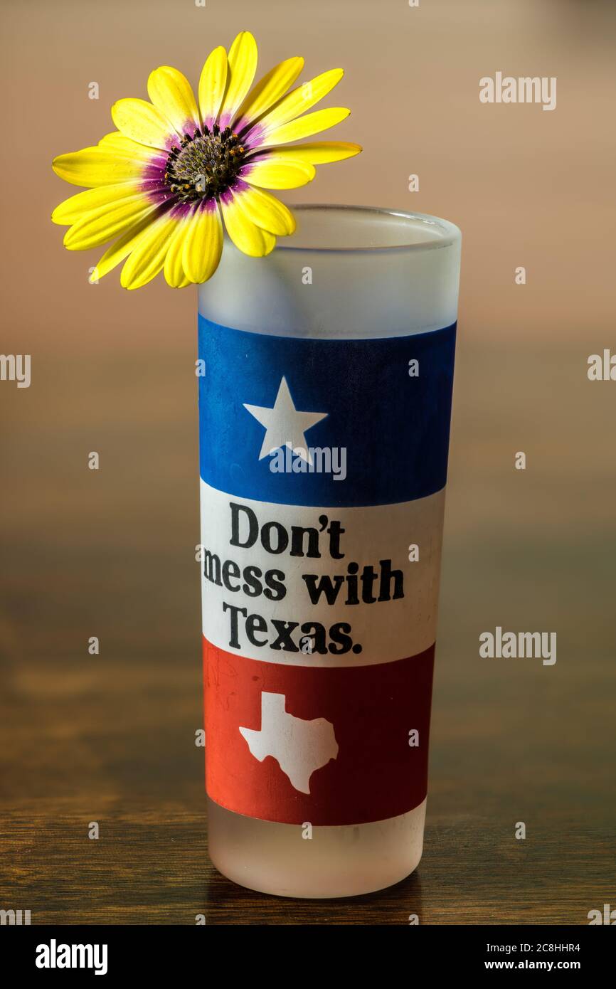 Gänseblümchen Blume in einem kleinen Texas Glas Stockfoto Gänseblümchen Blume in einem kleinen Texas Glas Stockfoto