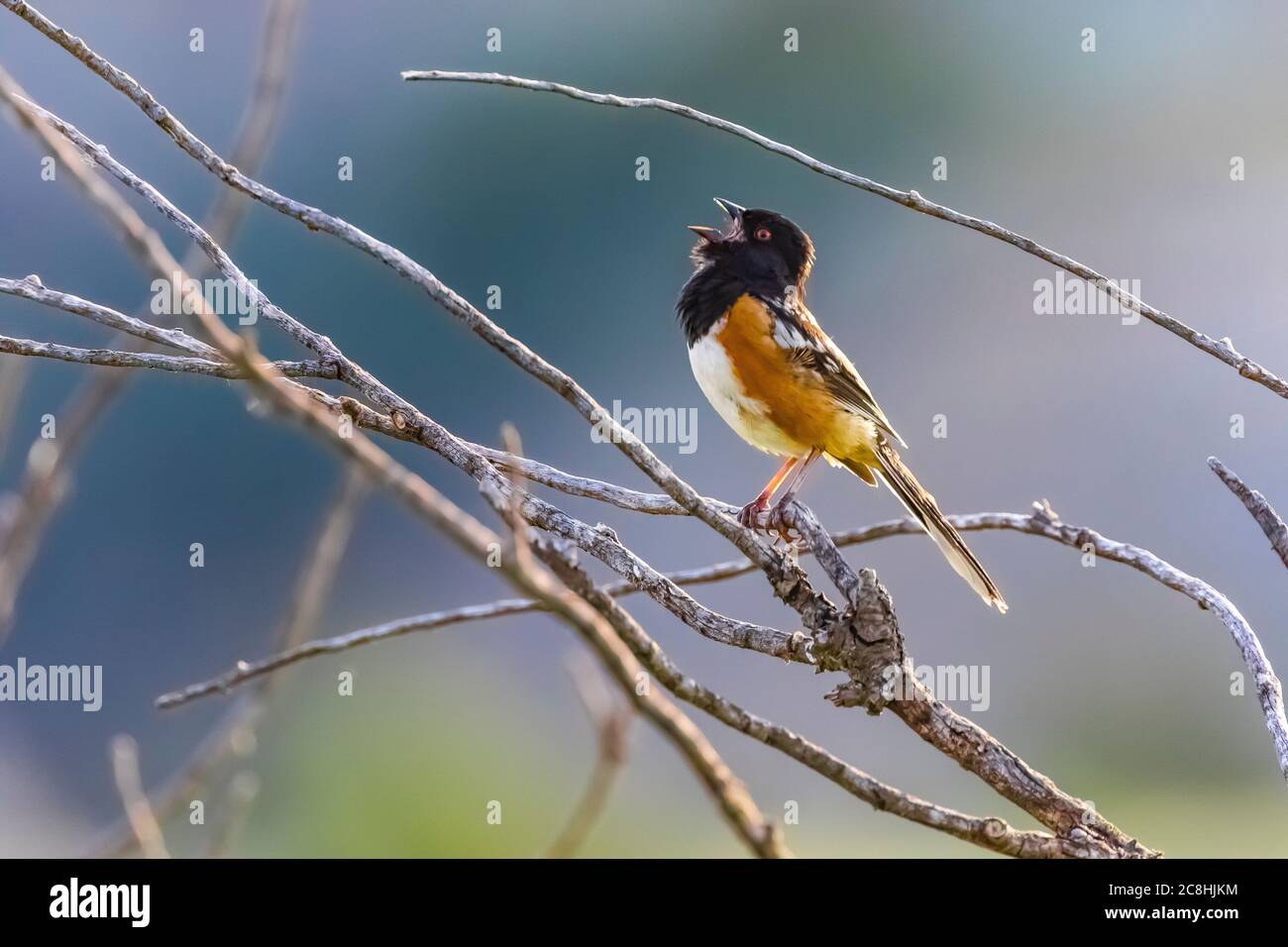 Spotted Towhee, Pipilo maculatus, singen auf seinem Gebiet im Theodore Roosevelt National Park, North Unit, in North Dakota, USA Stockfoto