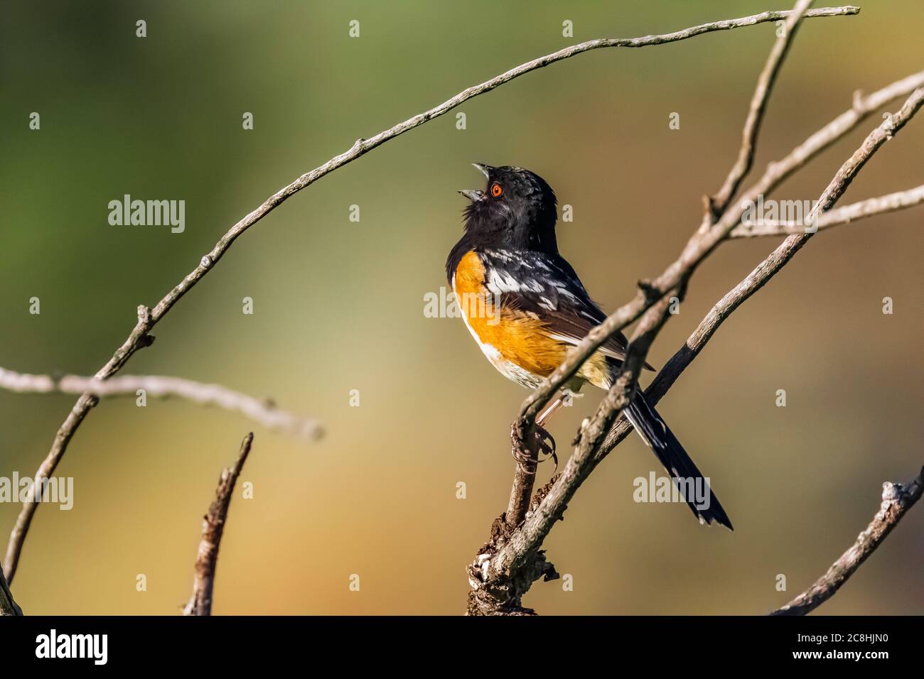Spotted Towhee, Pipilo maculatus, singen auf seinem Gebiet im Theodore Roosevelt National Park, North Unit, in North Dakota, USA Stockfoto