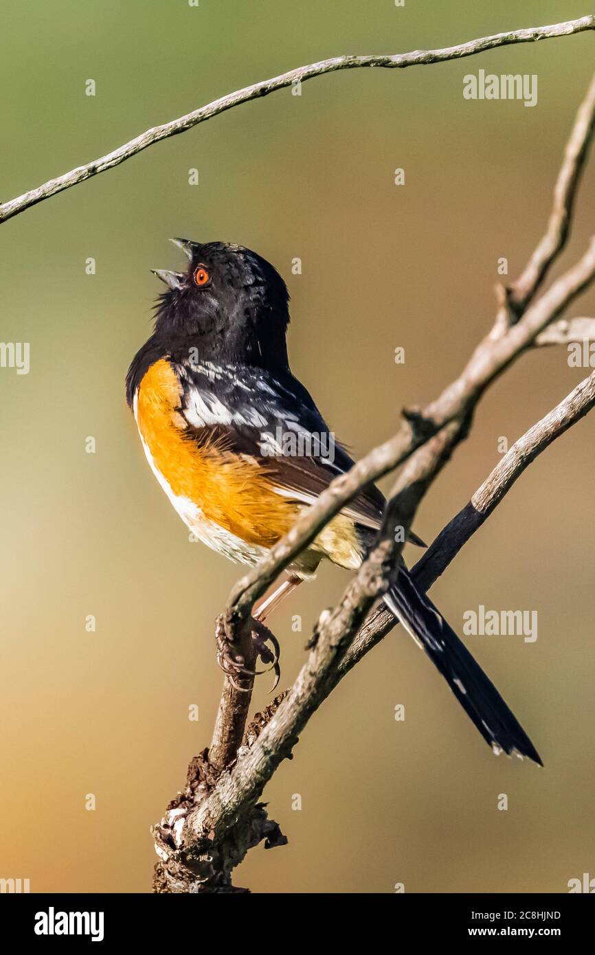 Spotted Towhee, Pipilo maculatus, singen auf seinem Gebiet im Theodore Roosevelt National Park, North Unit, in North Dakota, USA Stockfoto