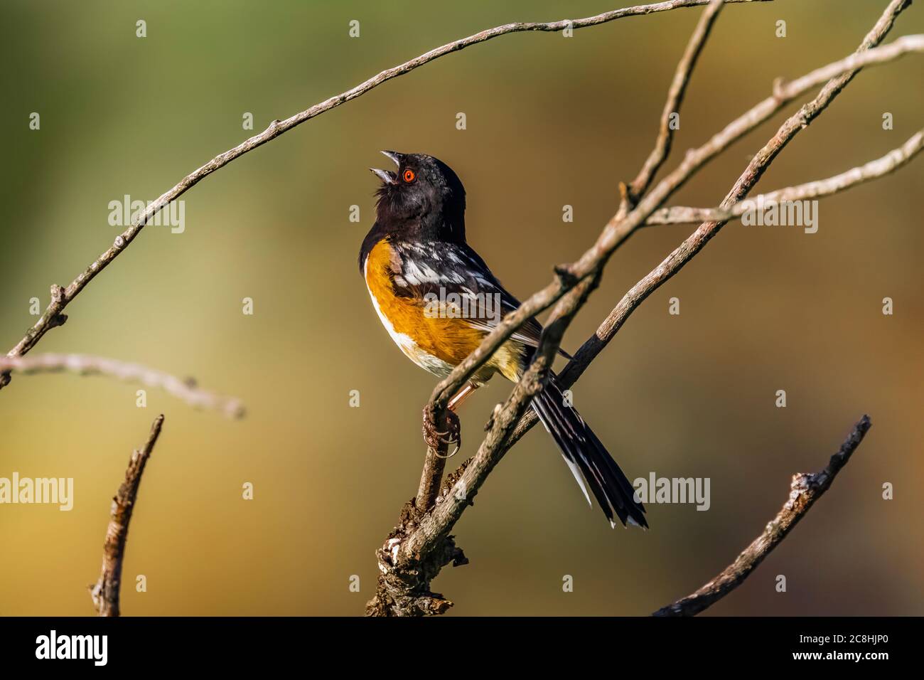 Spotted Towhee, Pipilo maculatus, singen auf seinem Gebiet im Theodore Roosevelt National Park, North Unit, in North Dakota, USA Stockfoto