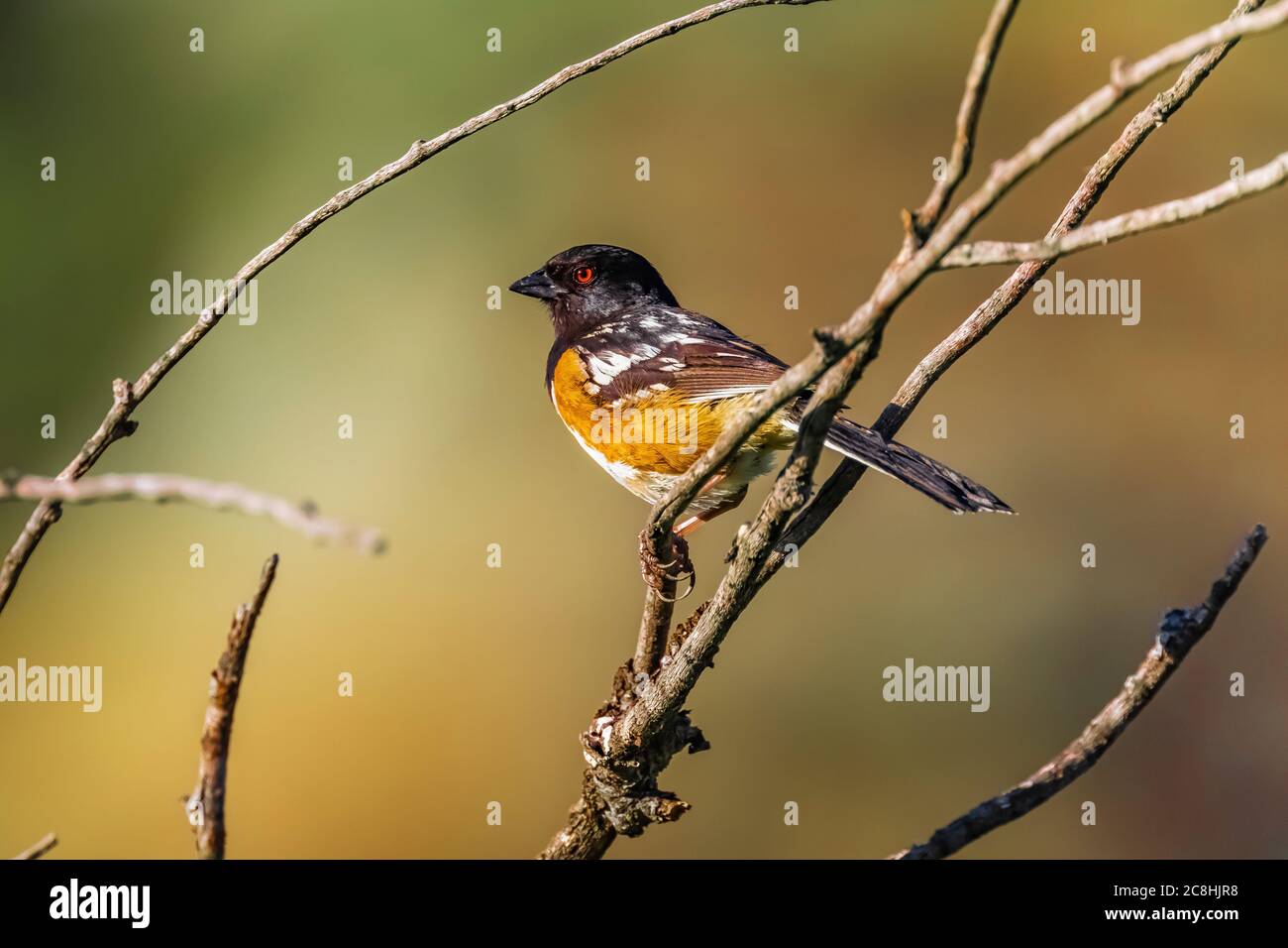 Spotted Towhee, Pipilo maculatus, singen auf seinem Gebiet im Theodore Roosevelt National Park, North Unit, in North Dakota, USA Stockfoto