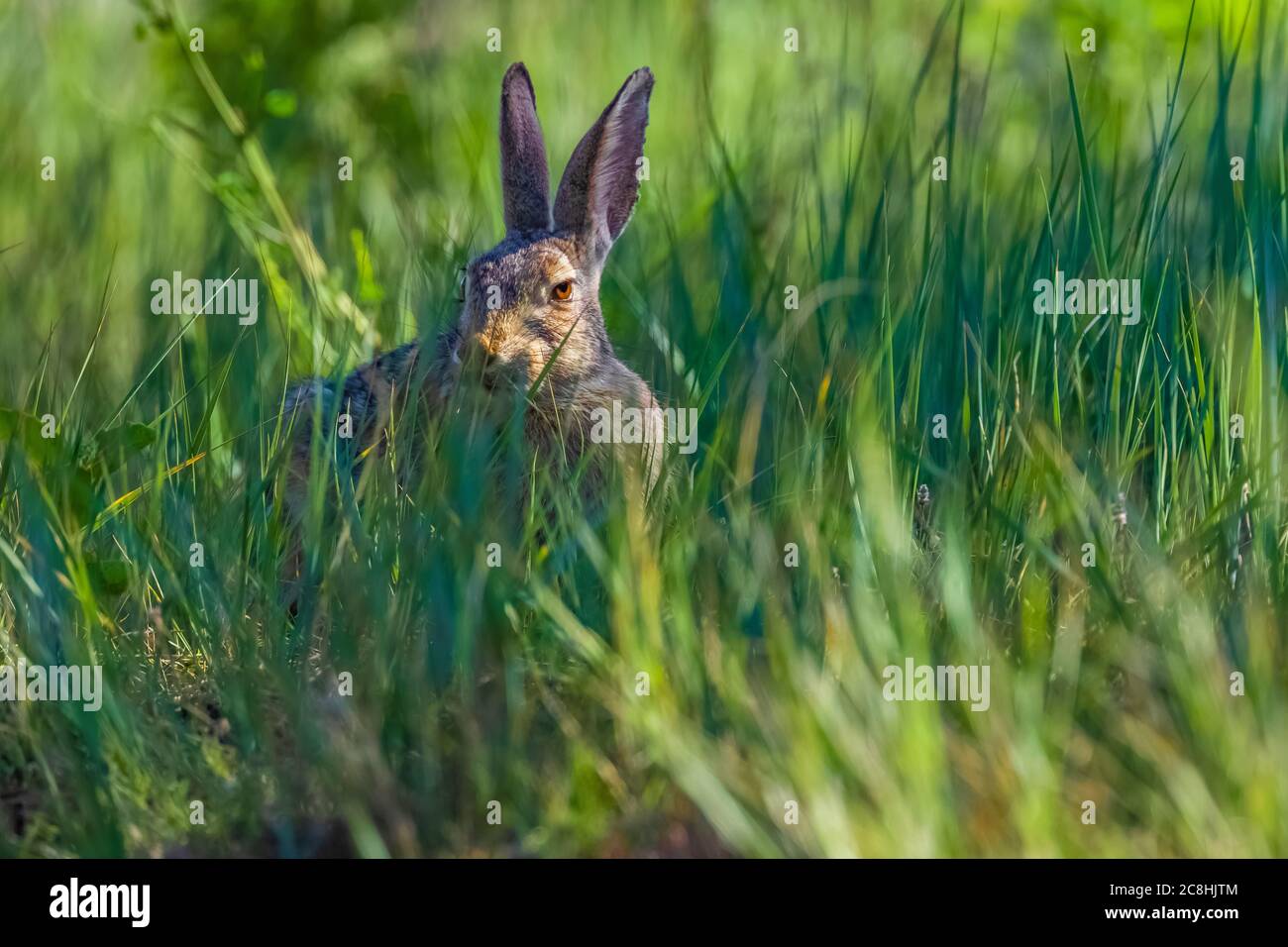 Eastern Cottontail Rabbit, Sylvilagus floridanus, entlang des Caprock Coulee Nature Trail im Theodore Roosevelt National Park, North Unit, North Dakota, USA Stockfoto