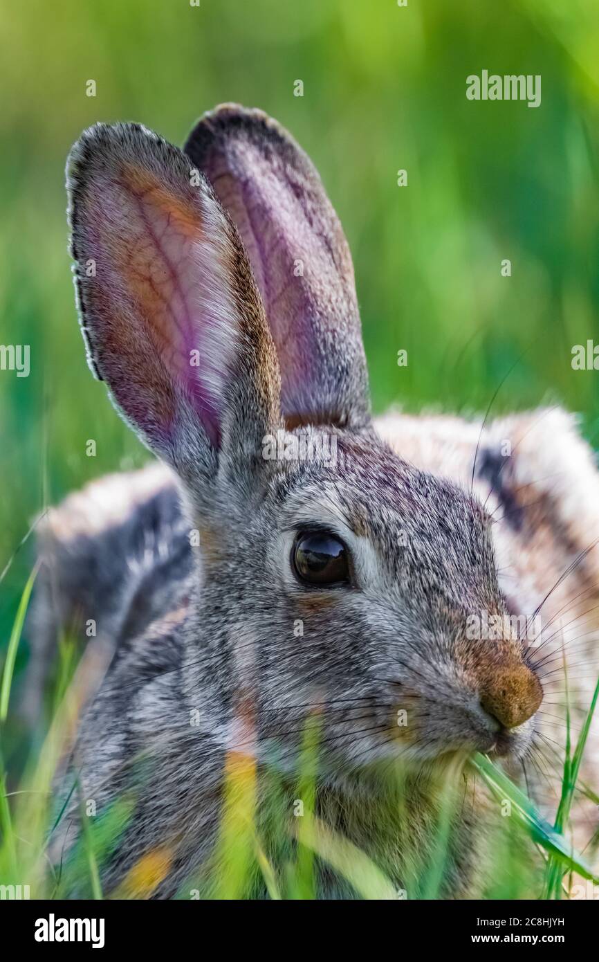 Eastern Cottontail Rabbit, Sylvilagus floridanus, entlang des Caprock Coulee Nature Trail im Theodore Roosevelt National Park, North Unit, North Dakota, USA Stockfoto
