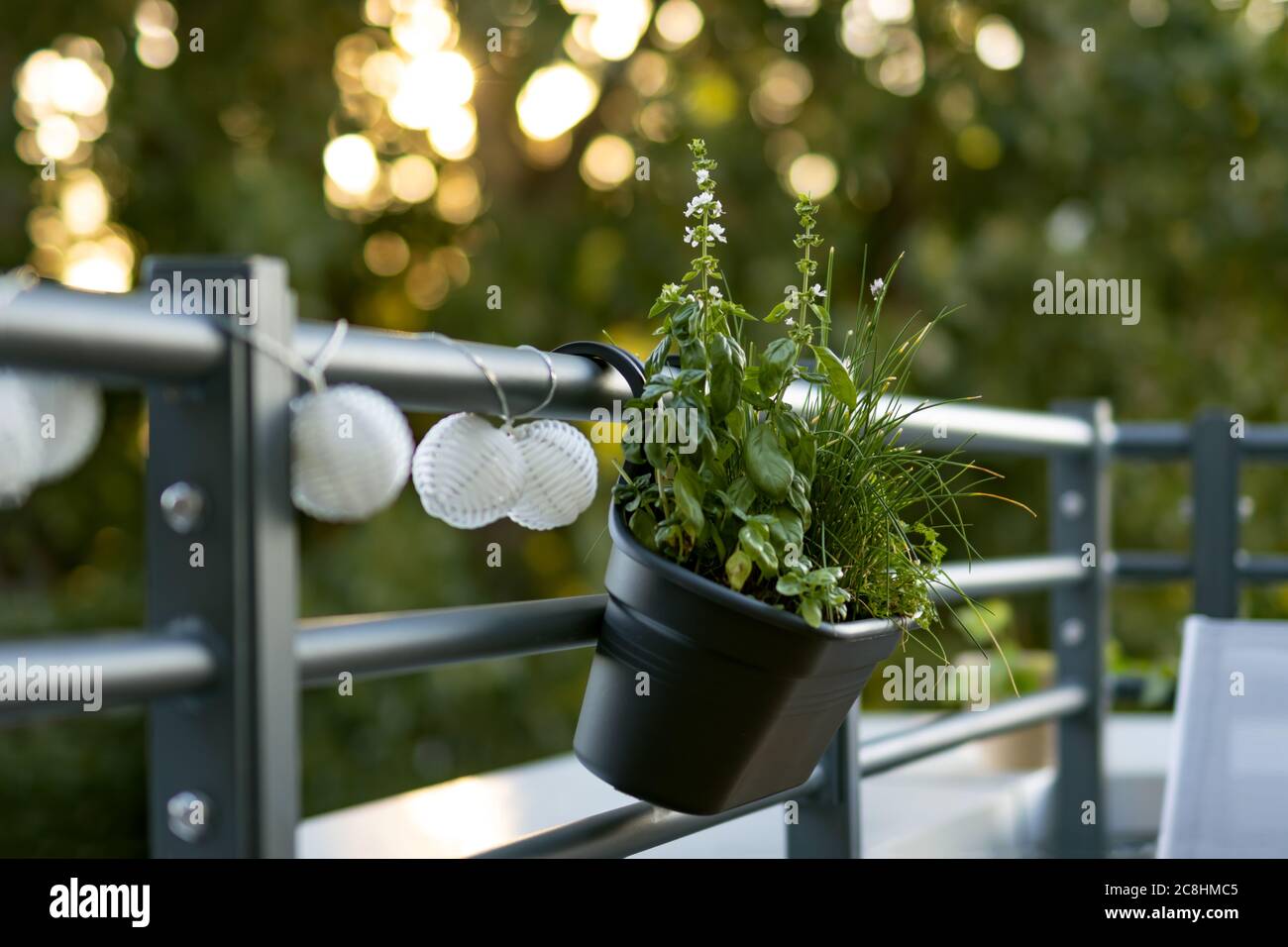 Balkonkräuter in Kunststofftopf am Geländer befestigt Stockfoto