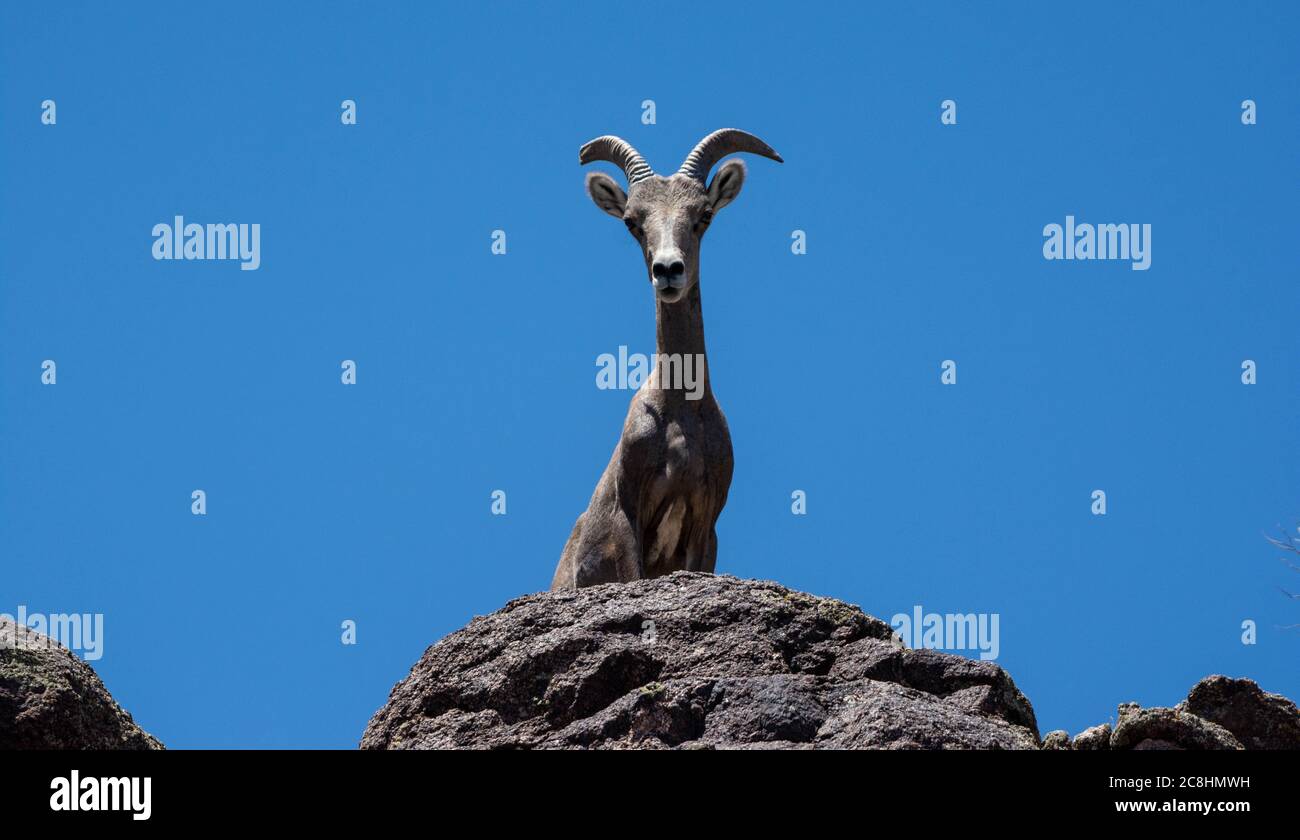 Desert big-horned Schafe (Ovis canadensis nelsoni) aus Mesa County, Colorado, USA. Stockfoto