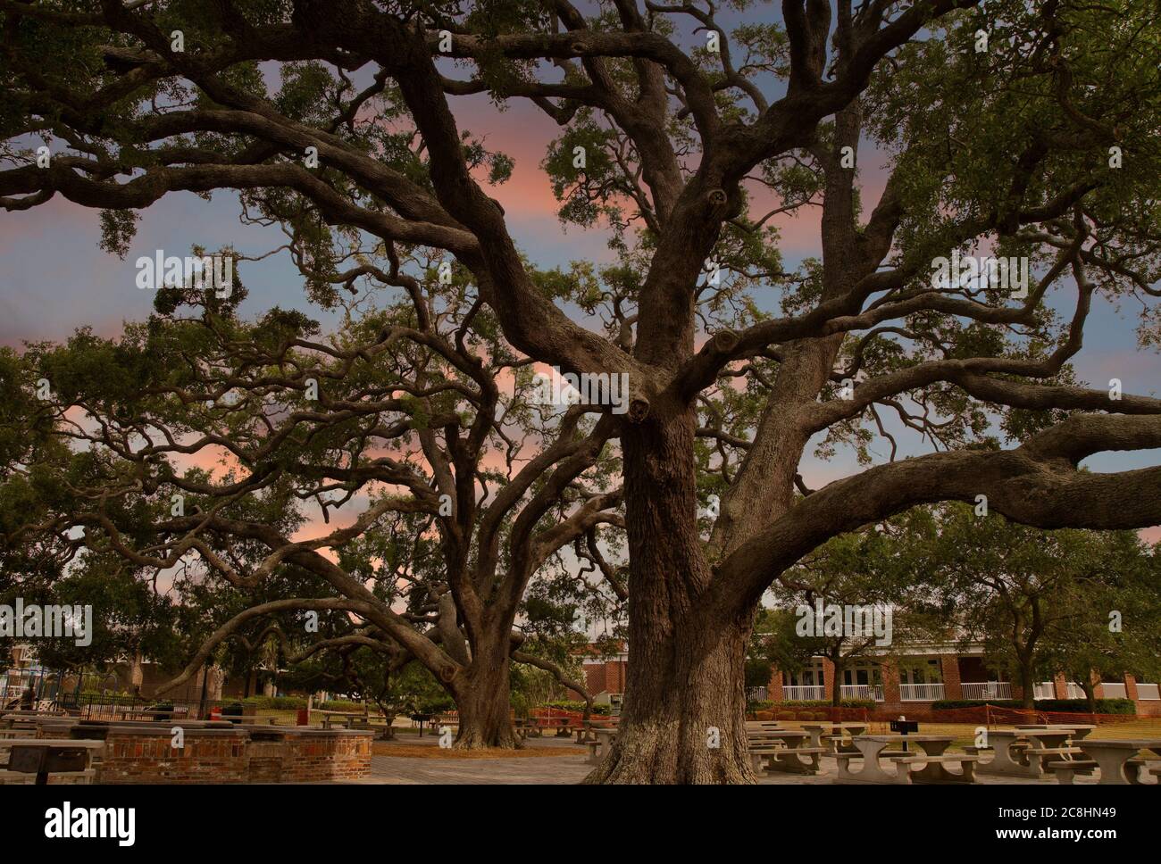 Riesige alte Live Eichen im Park Stockfoto