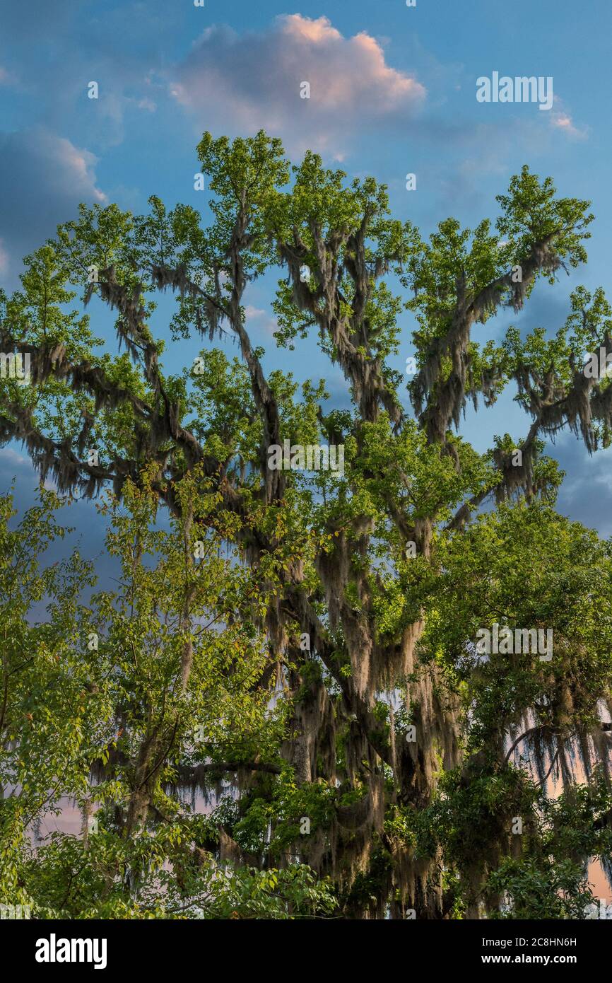 Spanischer Moos auf hoher Eiche bei Dämmerung Stockfoto