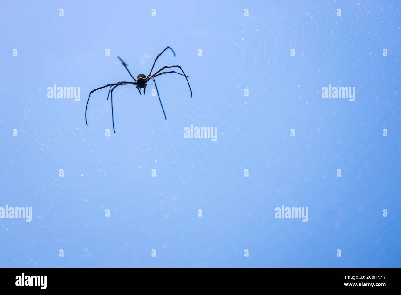 Eine Spinne webt ein Netz mit einem Hintergrund in den blauen Himmel. Stockfoto